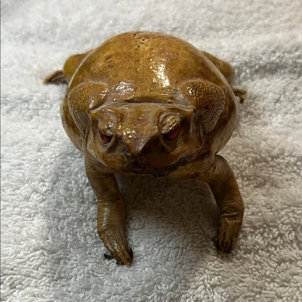 Realistic Brown Toad Ornament for Reptile Enclosures